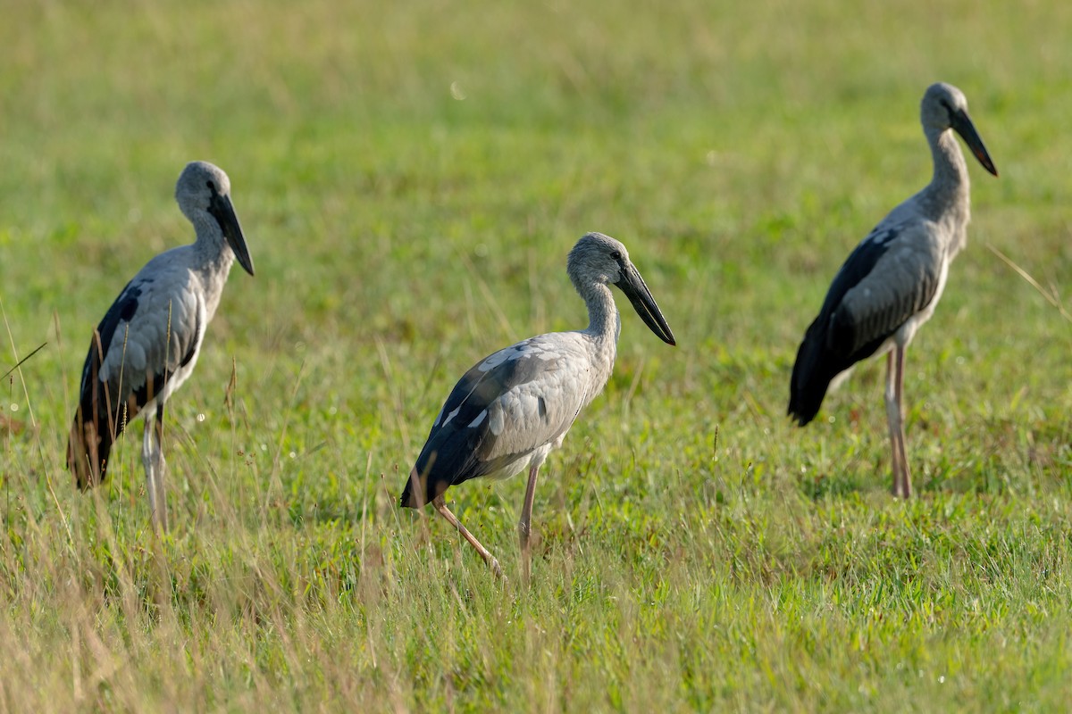 Asian Openbill - ML634013383