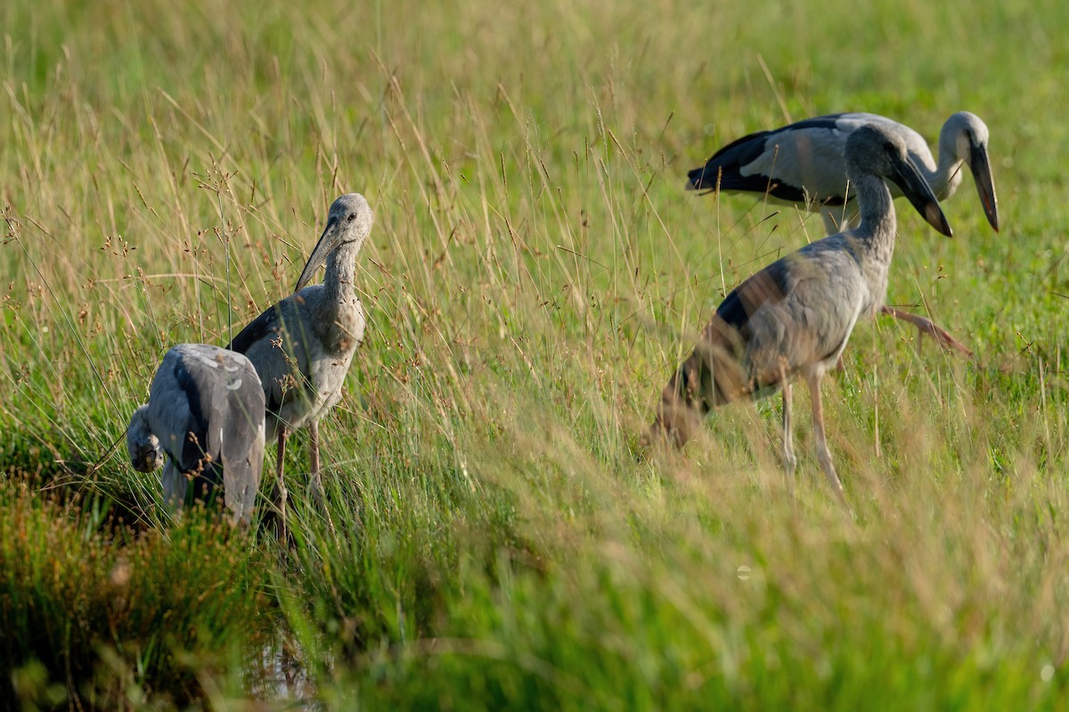 Asian Openbill - ML634013384