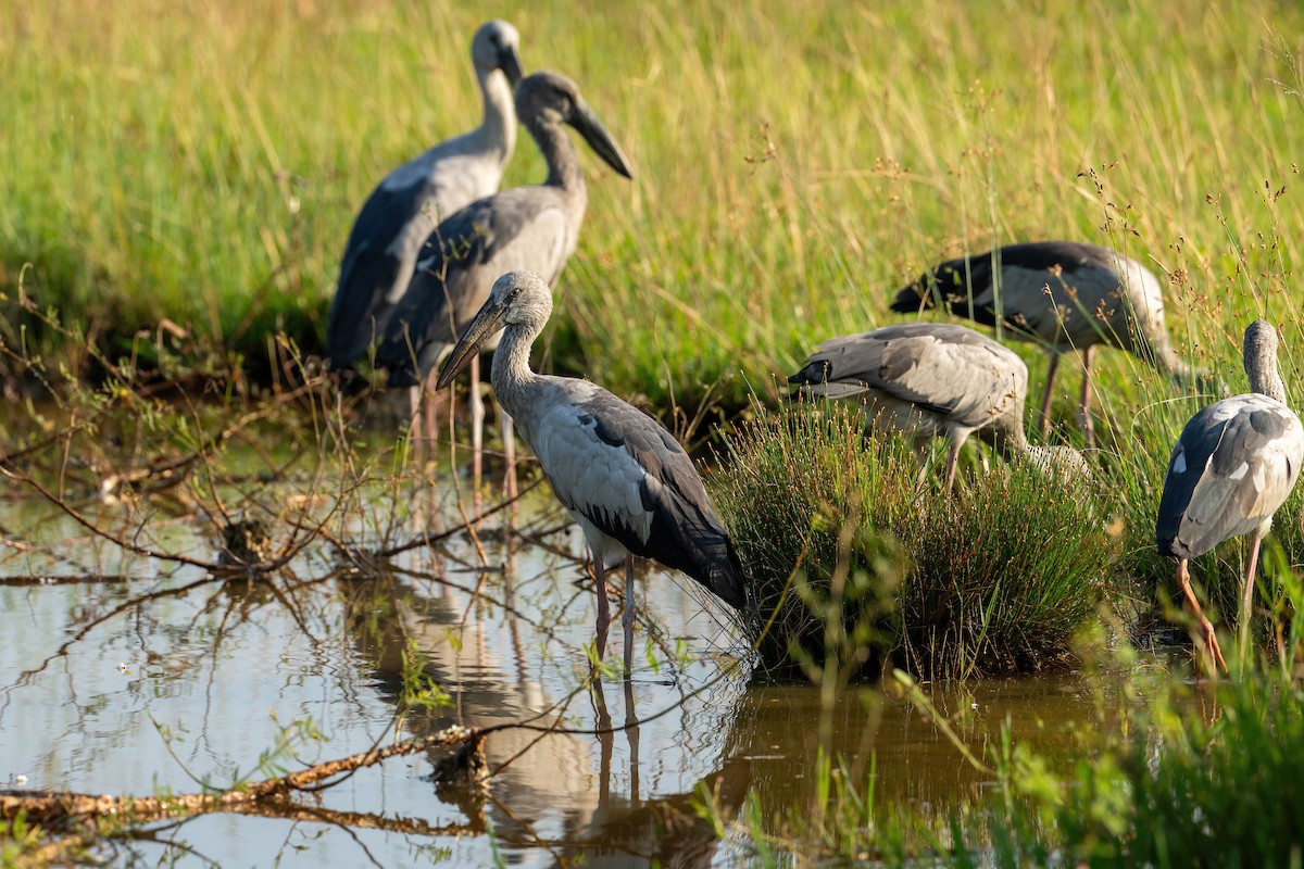 Asian Openbill - ML634013385