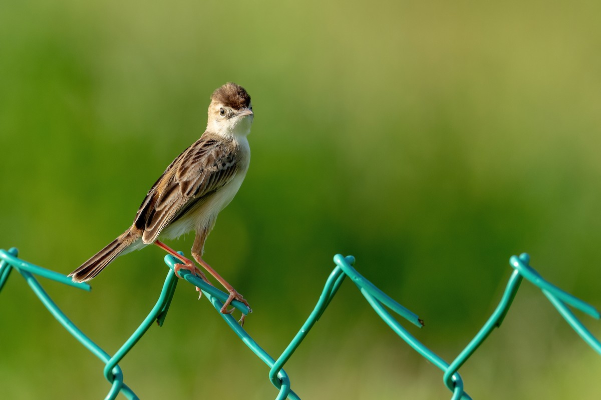 Zitting Cisticola - ML634013394