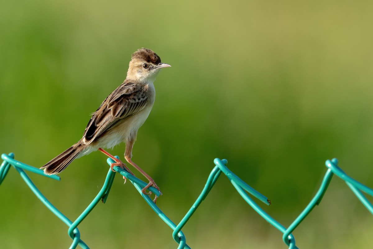 Zitting Cisticola - ML634013395