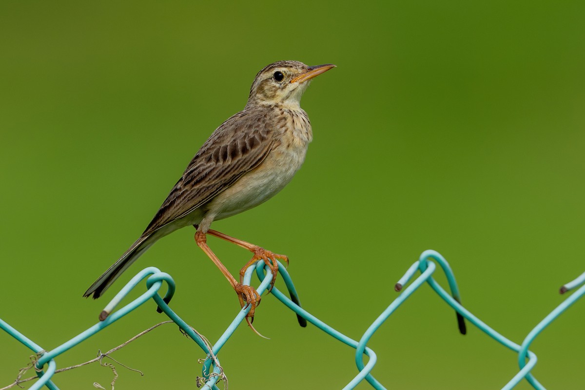 Paddyfield Pipit - ML634013403