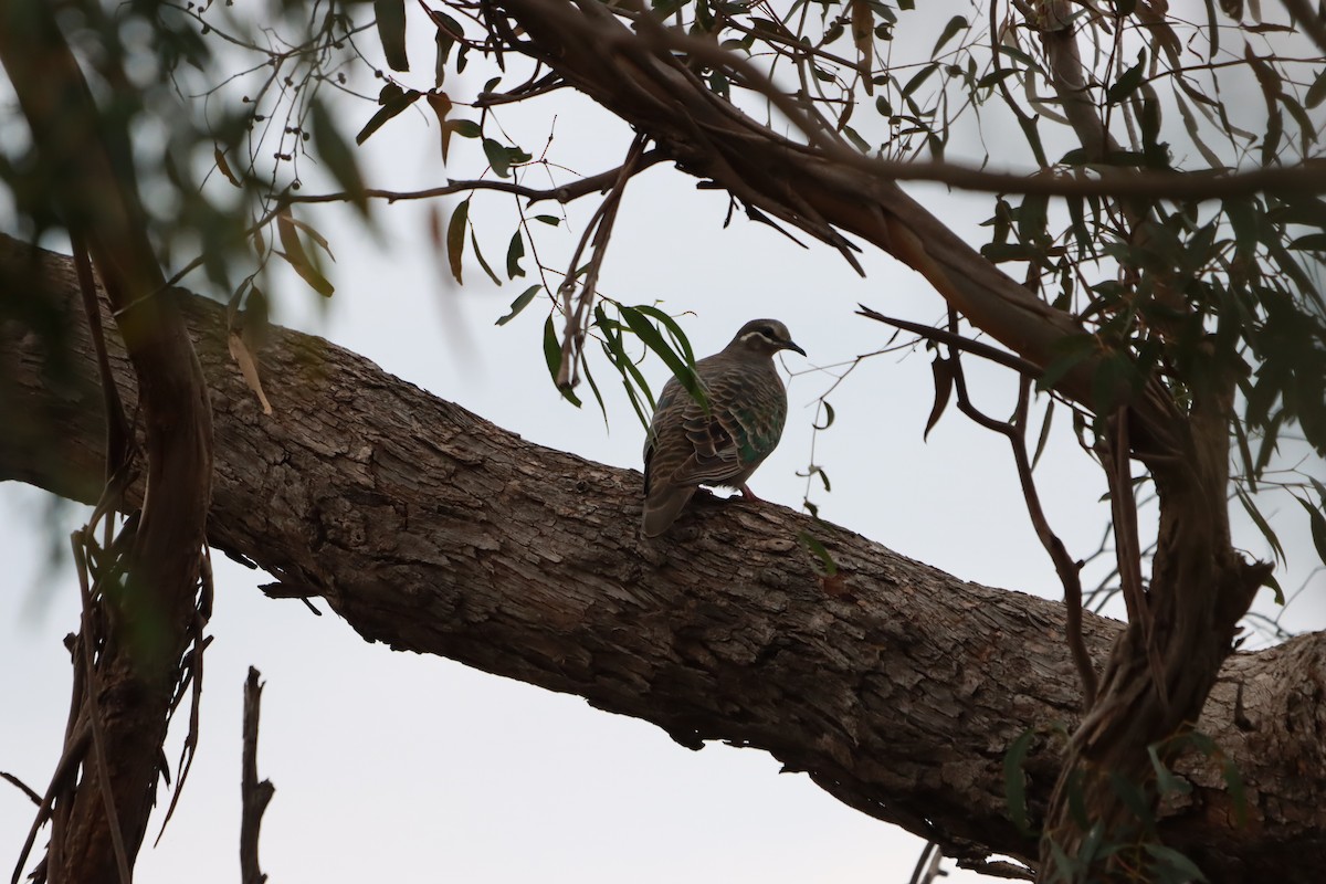 Common Bronzewing - ML634013422