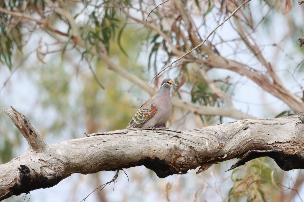 Common Bronzewing - ML634013423