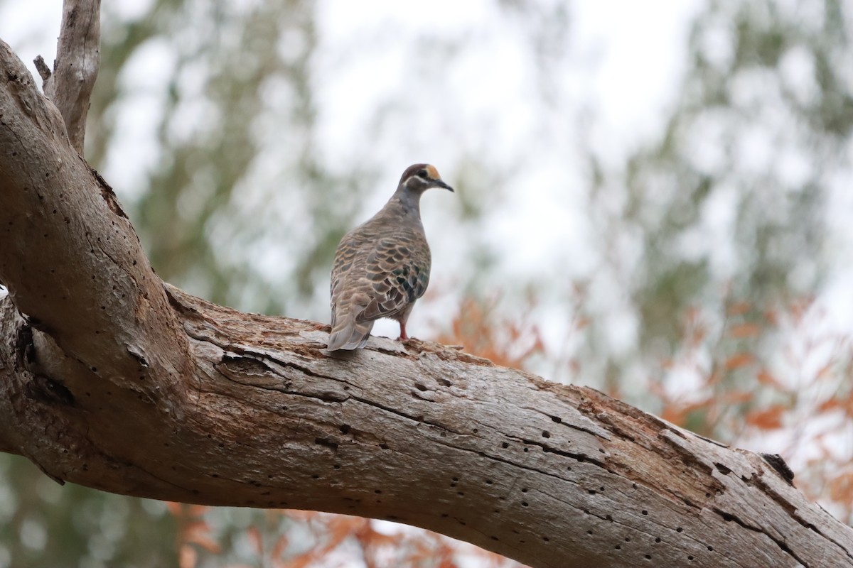 Common Bronzewing - ML634013424