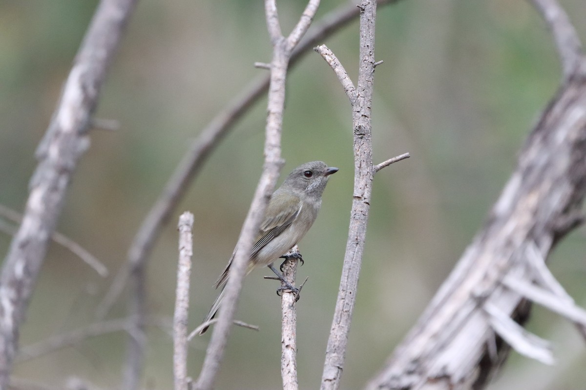 Golden Whistler - ML634013430