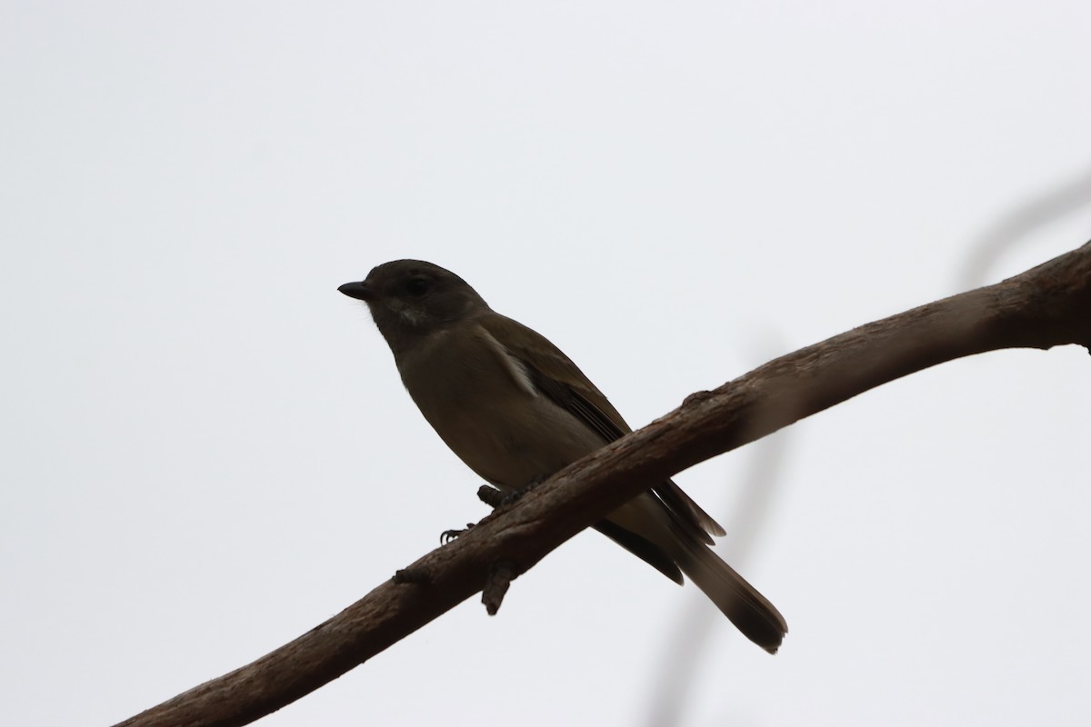 Golden Whistler - ML634013434