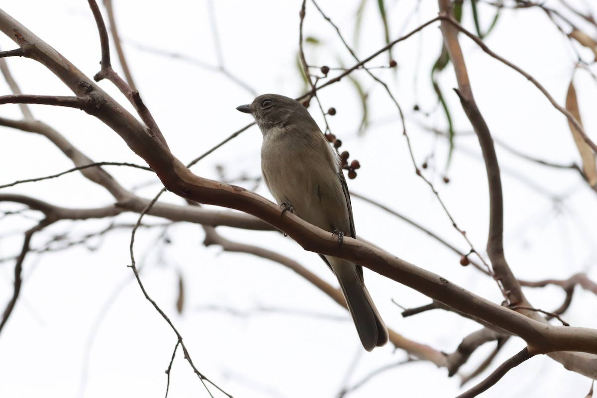 Golden Whistler - ML634013459