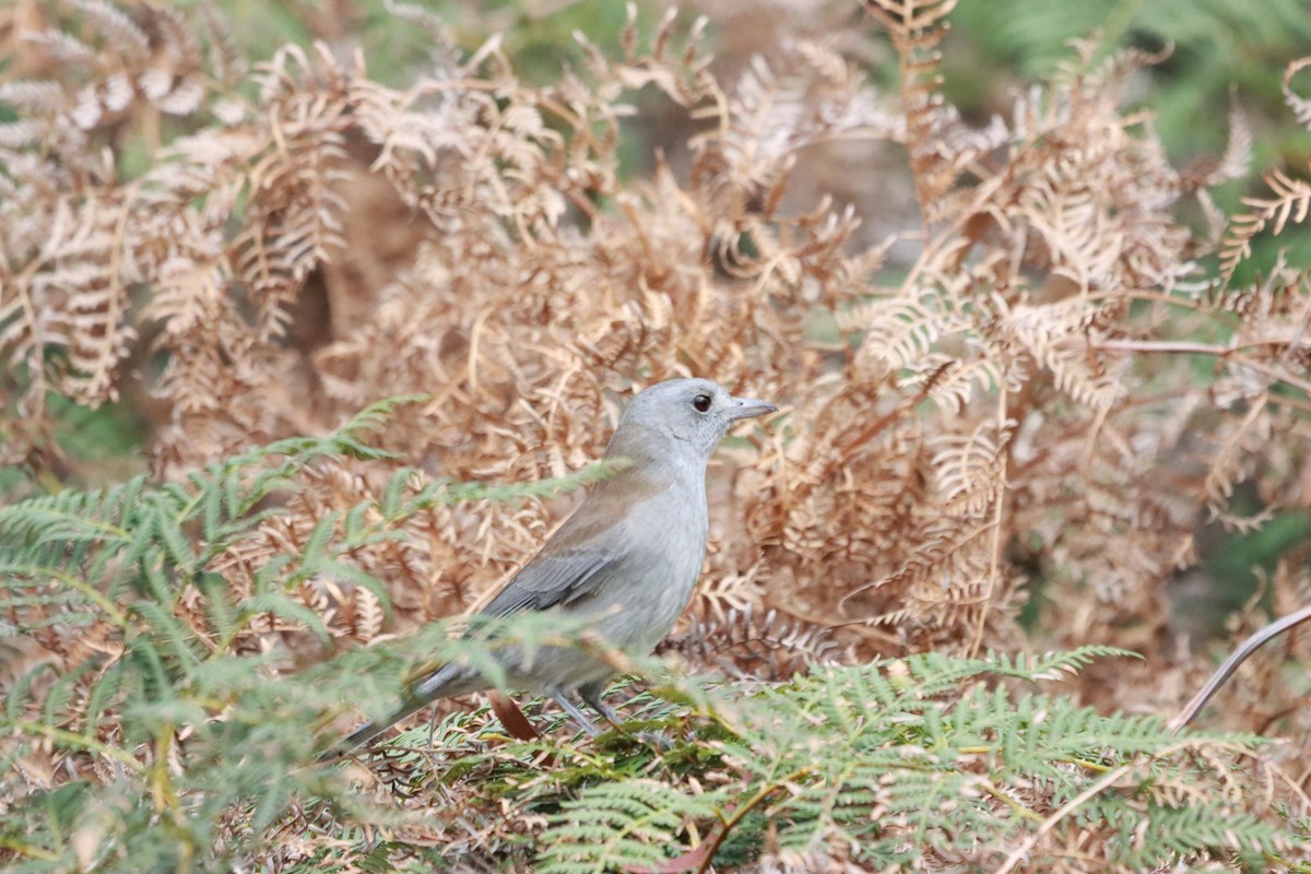 Gray Shrikethrush - ML634013483