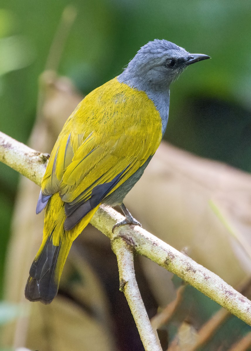 Gray-bellied Bulbul - ML634013487
