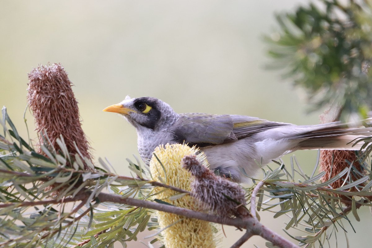 Noisy Miner - ML634013508