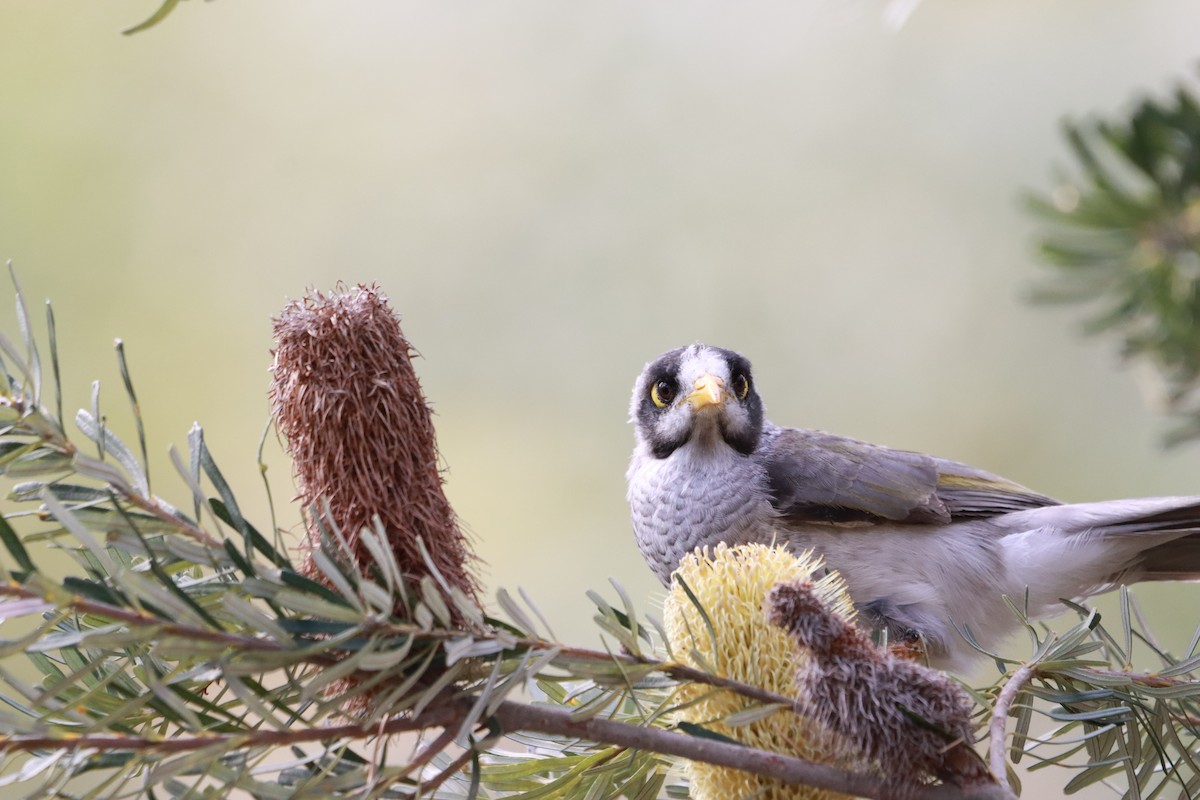 Noisy Miner - ML634013514
