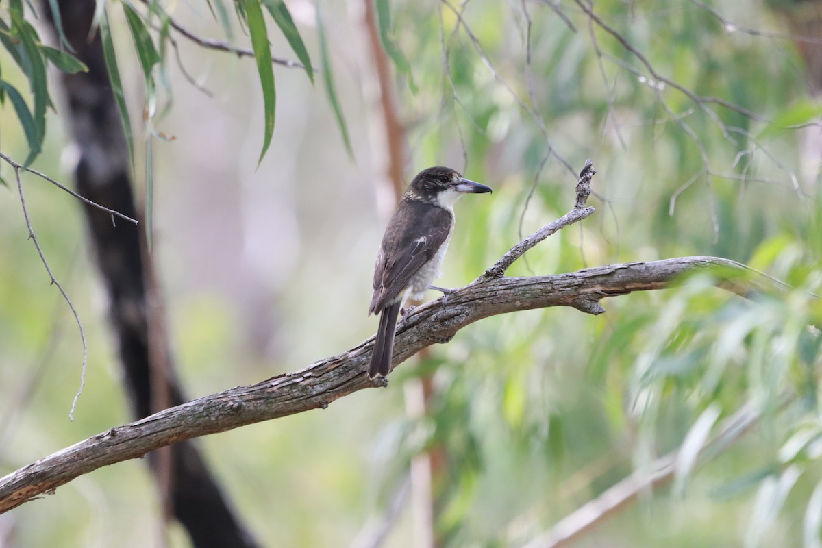 Gray Butcherbird - ML634013528