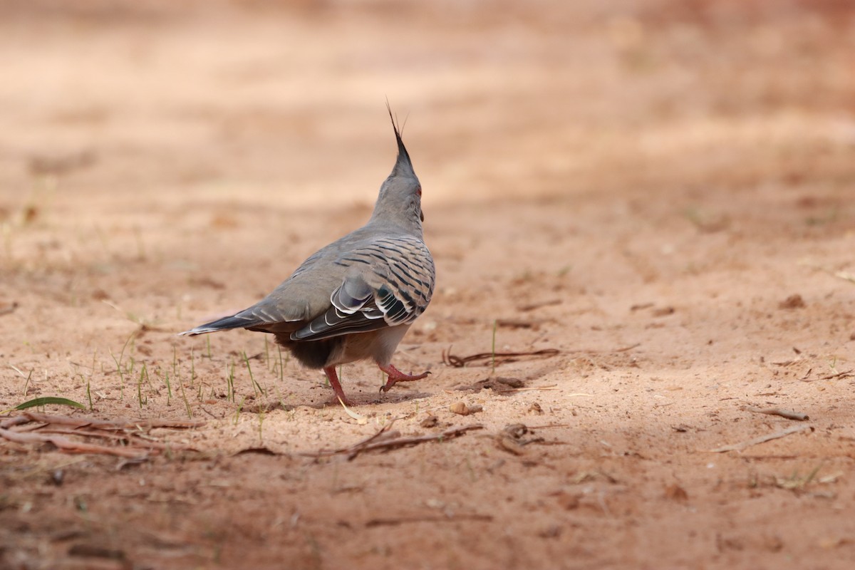 Crested Pigeon - ML634013569