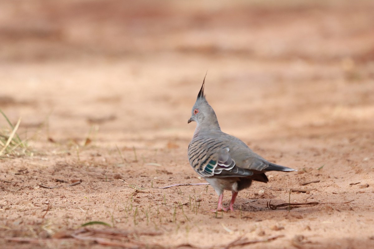 Crested Pigeon - ML634013577