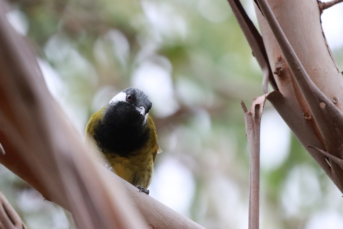 White-eared Honeyeater - ML634013594