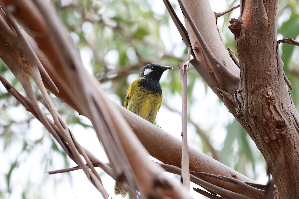 White-eared Honeyeater - ML634013595