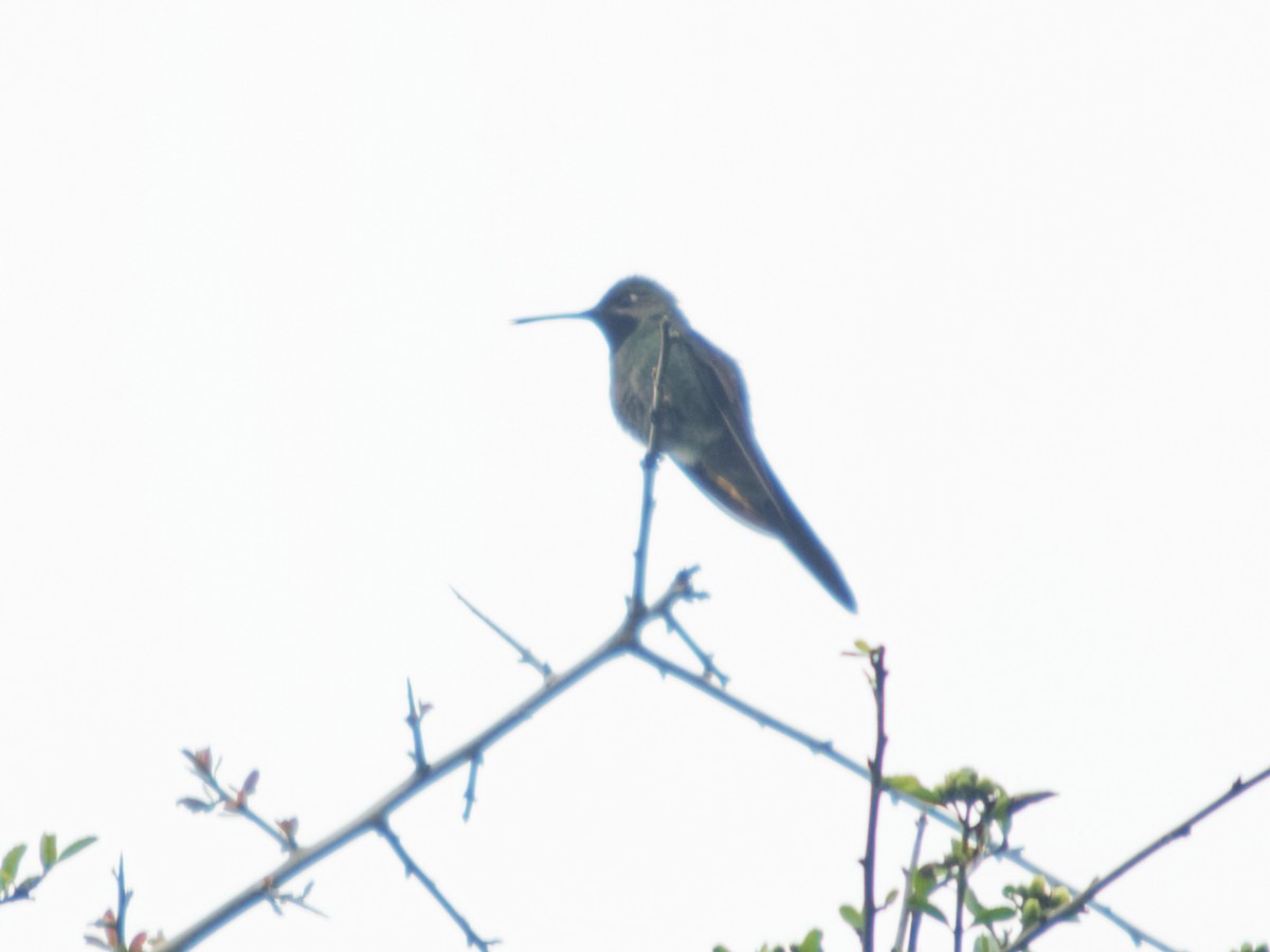 Bronze-tailed Comet - ML634013615