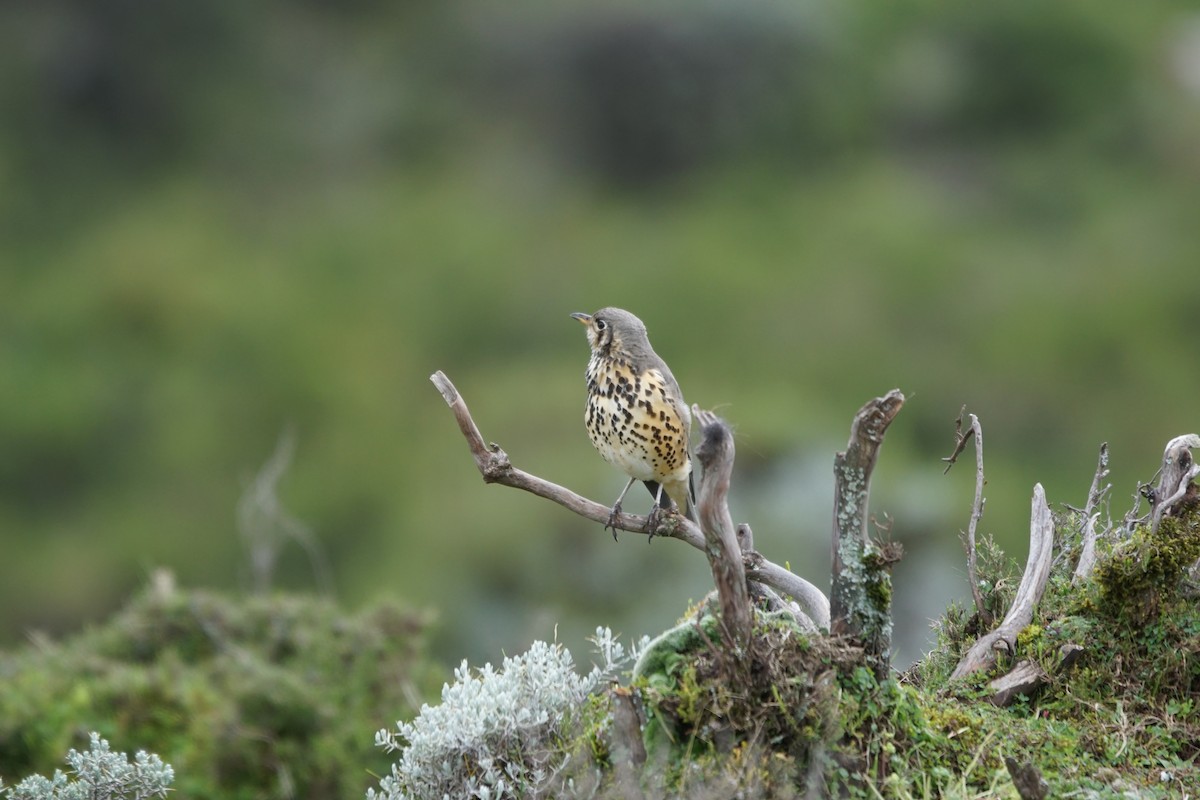 Ethiopian Thrush - ML634013618