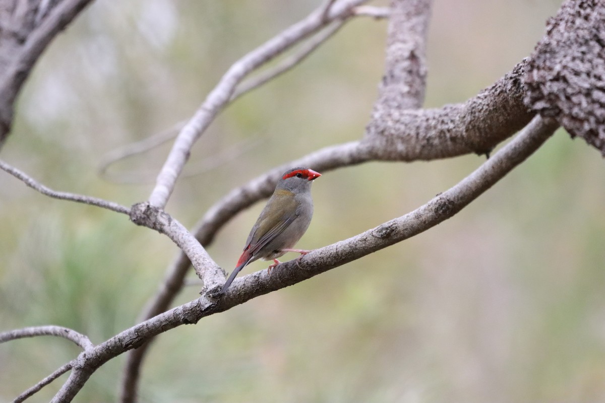 Red-browed Firetail - ML634013619