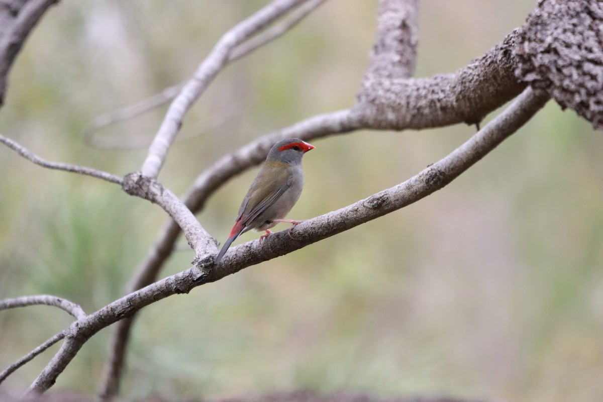Red-browed Firetail - ML634013620