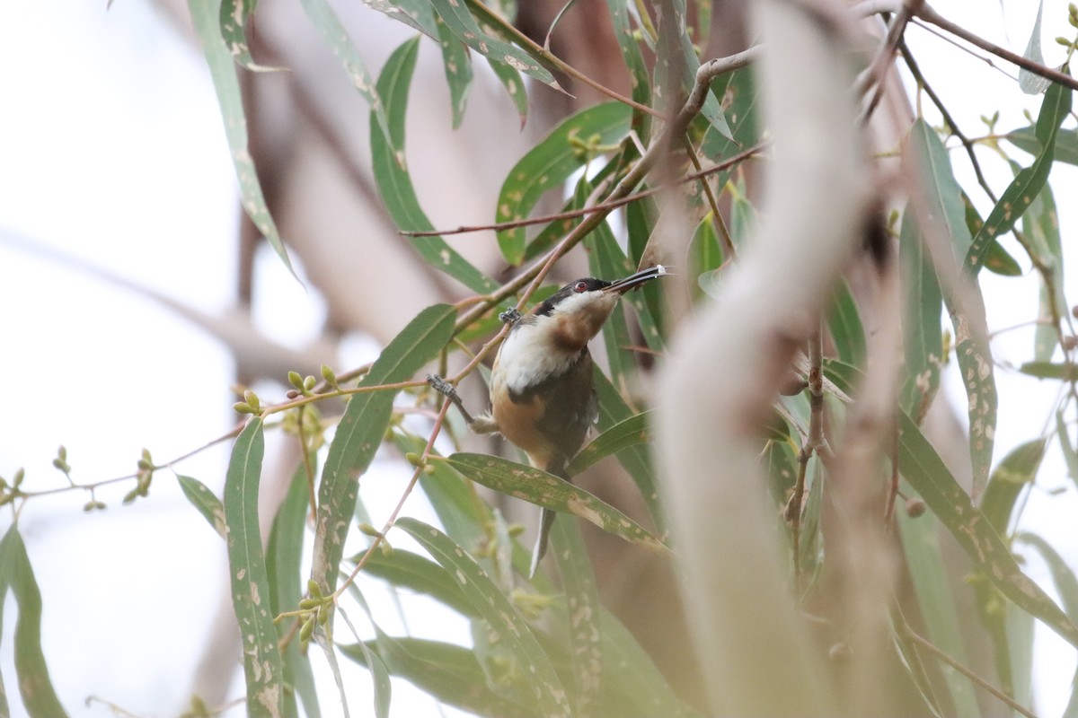 Eastern Spinebill - ML634013644