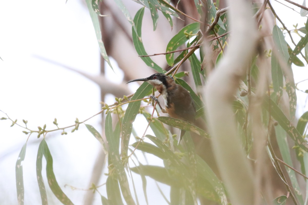 Eastern Spinebill - ML634013645