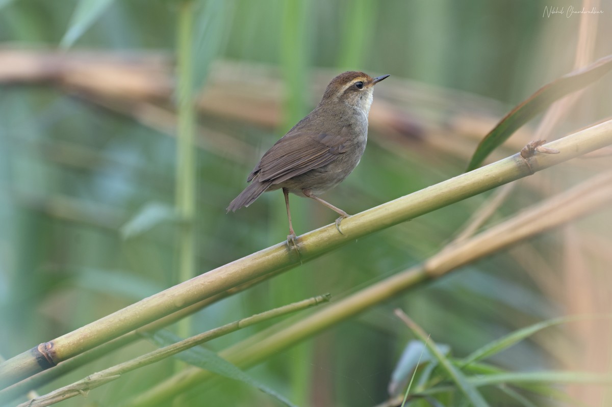 Chestnut-crowned Bush Warbler - ML634013653