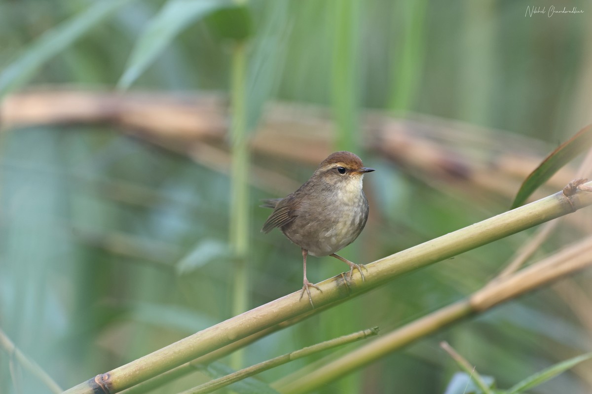 Chestnut-crowned Bush Warbler - ML634013654