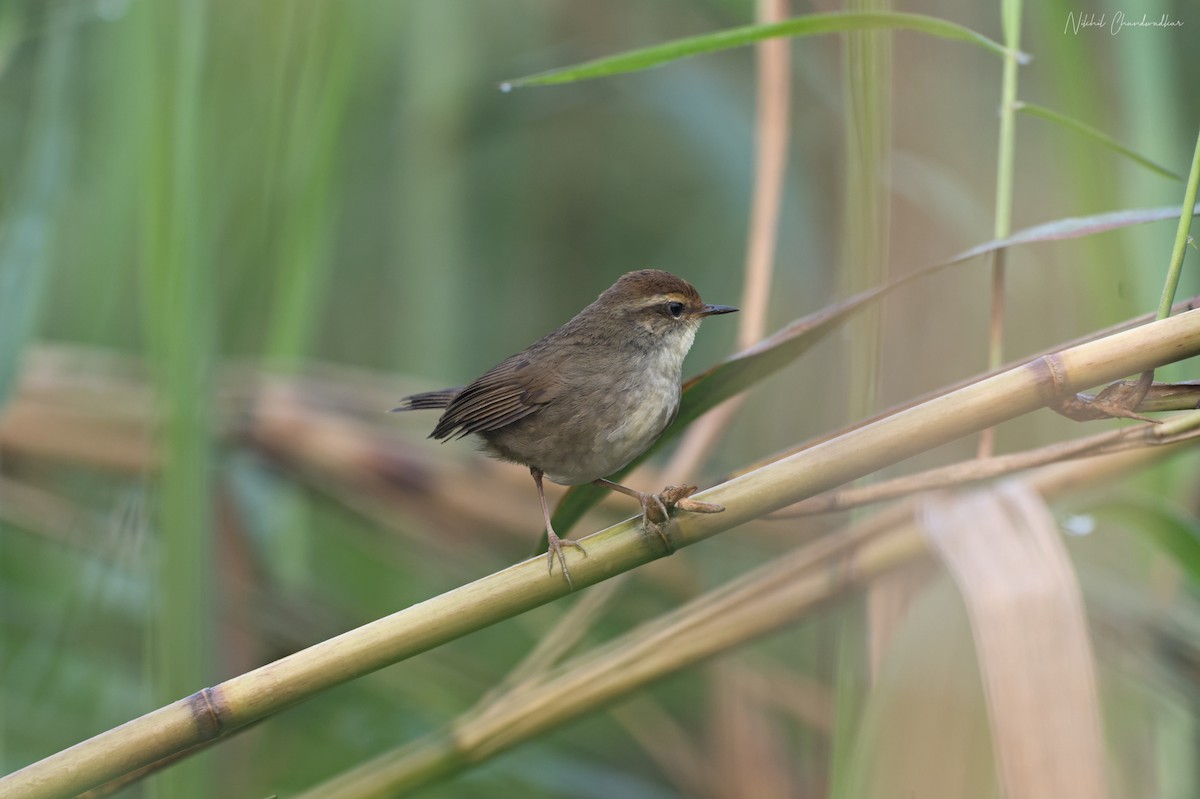 Chestnut-crowned Bush Warbler - ML634013655