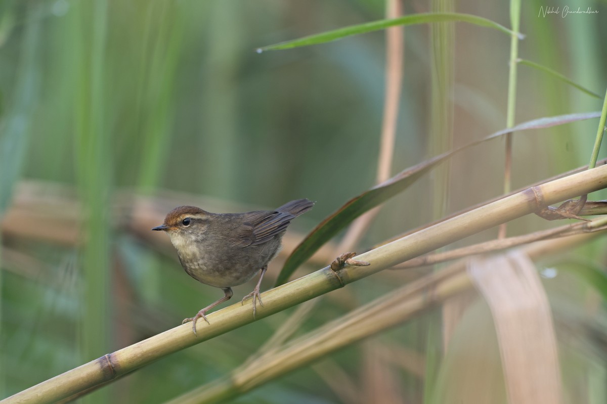 Chestnut-crowned Bush Warbler - ML634013656