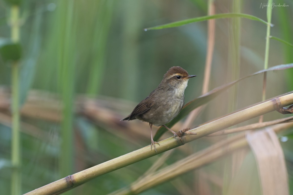 Chestnut-crowned Bush Warbler - ML634013657