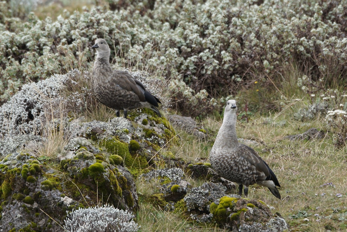 Blue-winged Goose - ML634013658