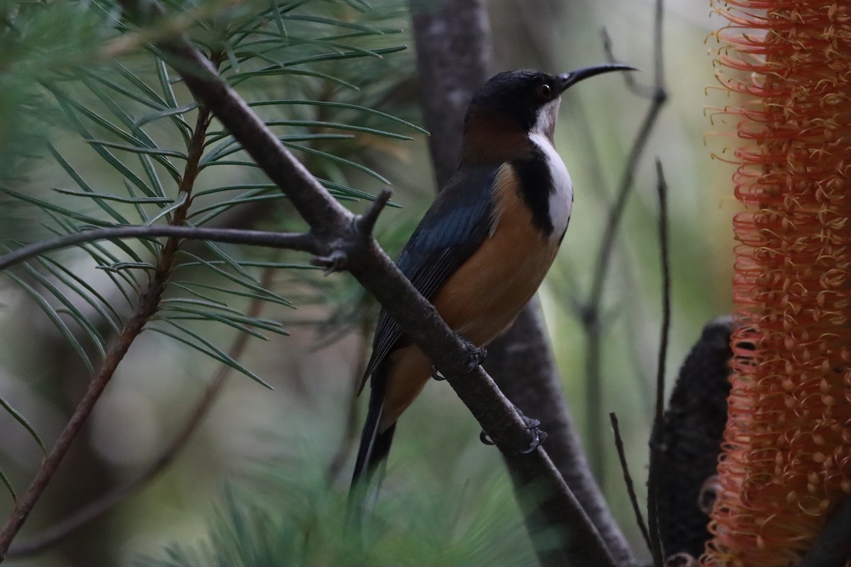 Eastern Spinebill - ML634013681