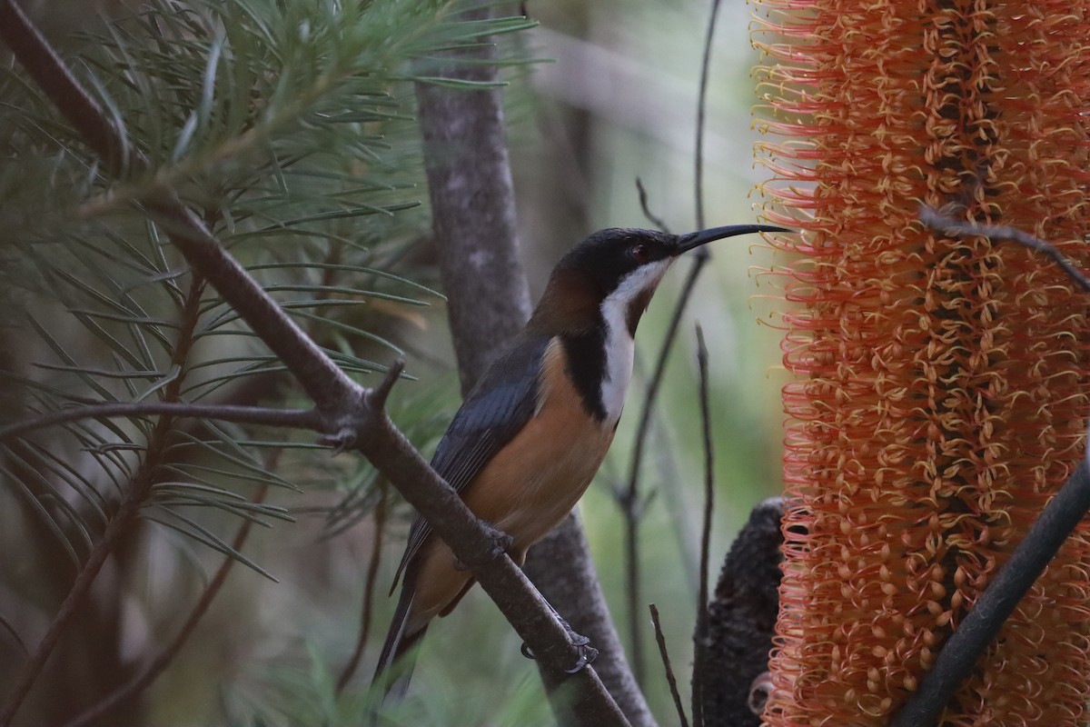 Eastern Spinebill - ML634013682