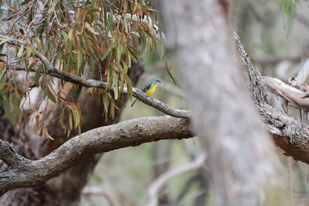 Eastern Yellow Robin - ML634013767