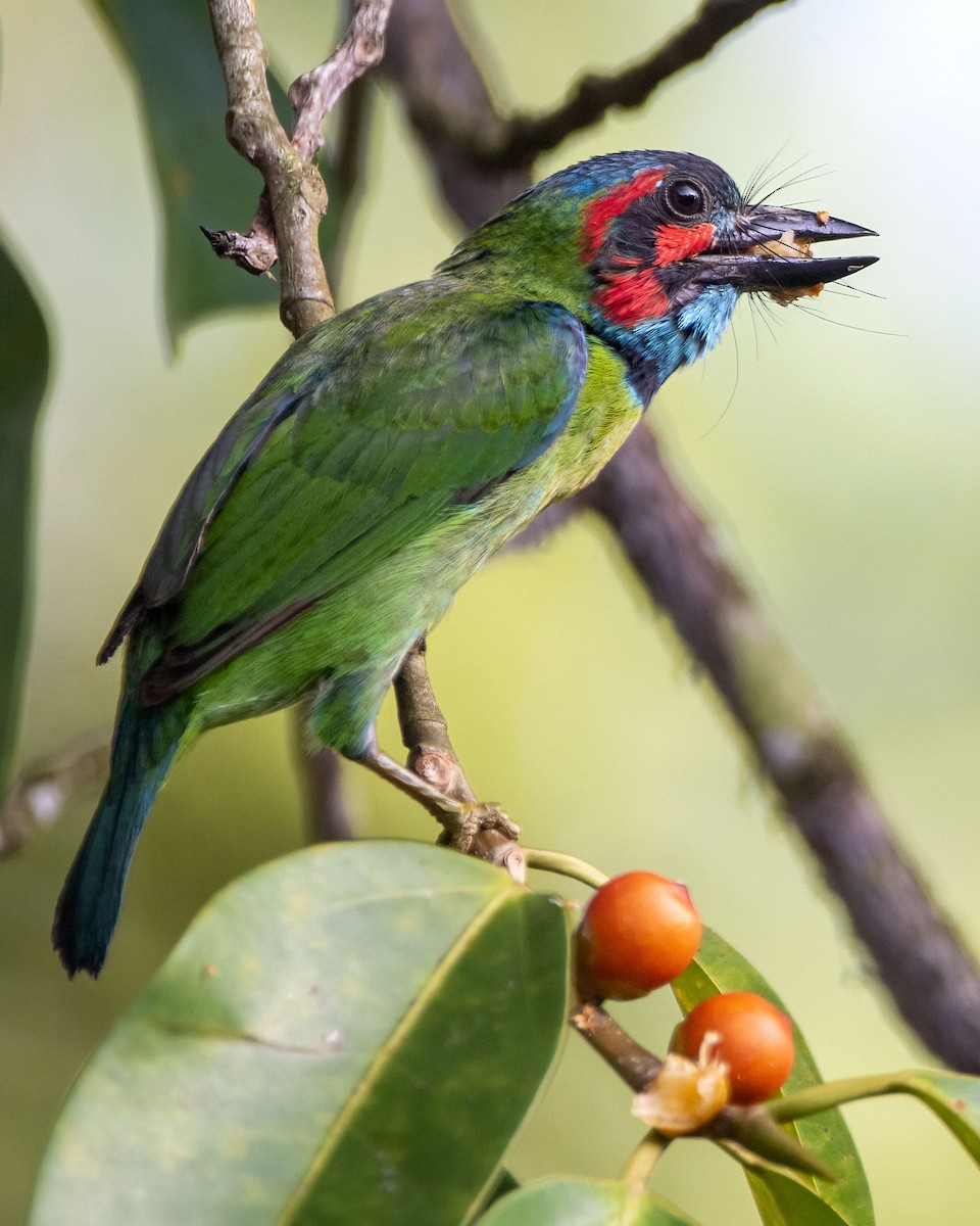 Blue-eared/Black-eared Barbet - ML634013774