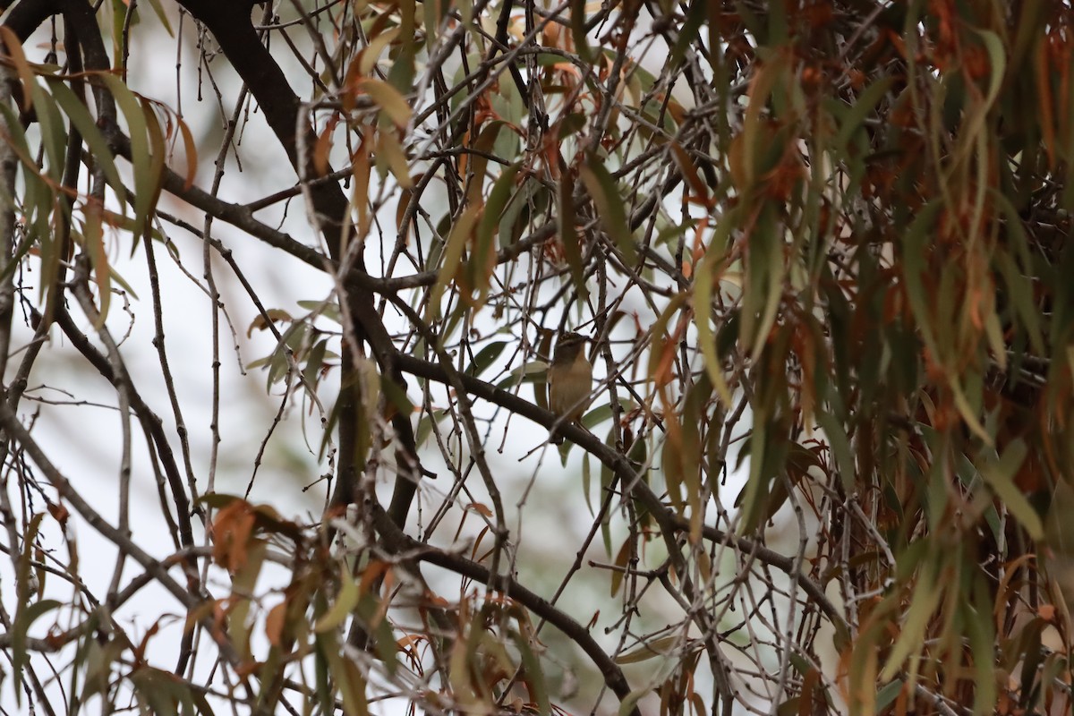 Spotted Pardalote - ML634013790