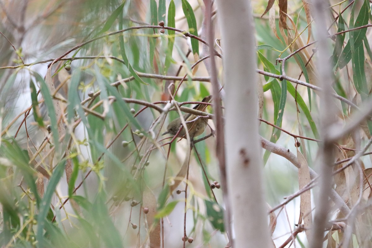 Brown Thornbill - ML634013810