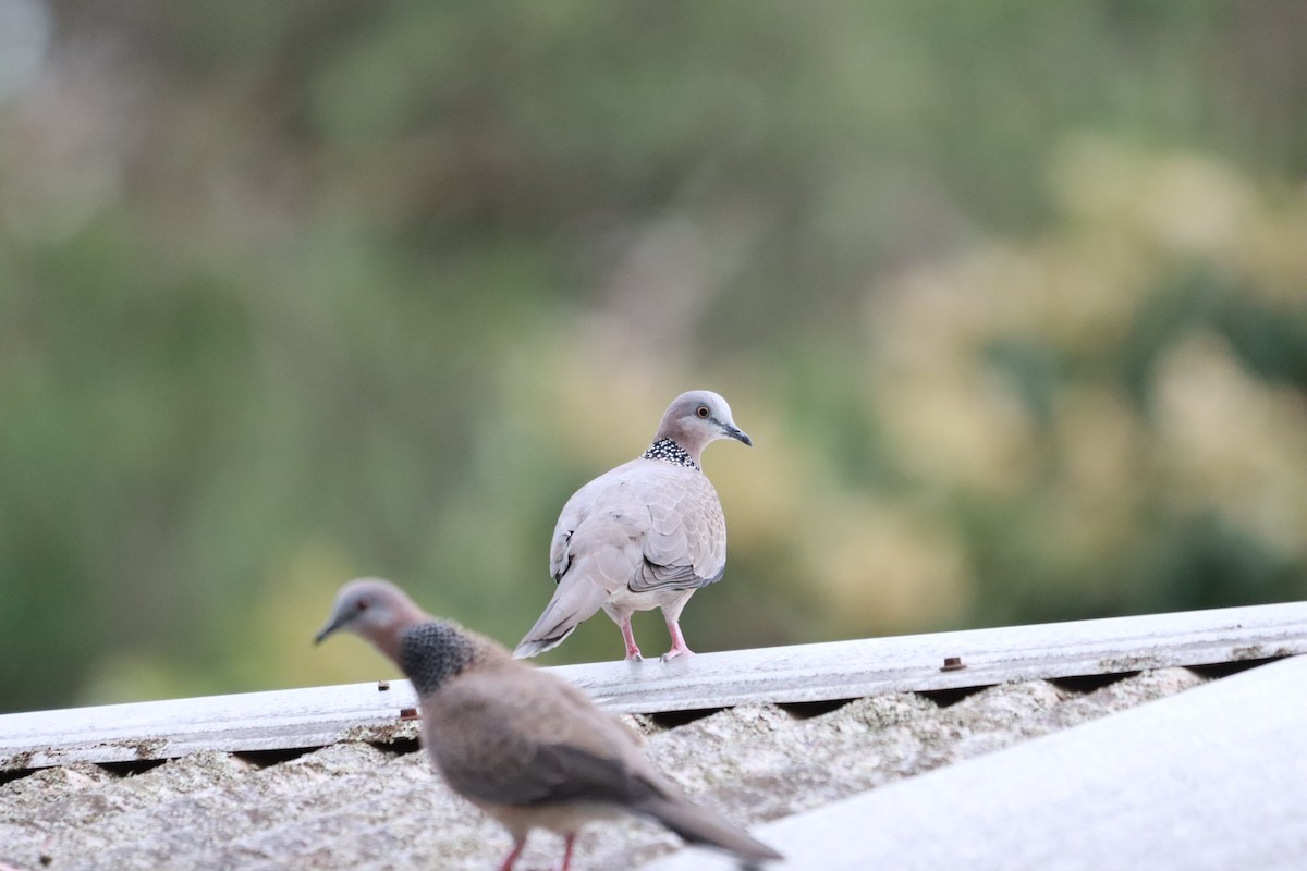 Spotted Dove - ML634013832