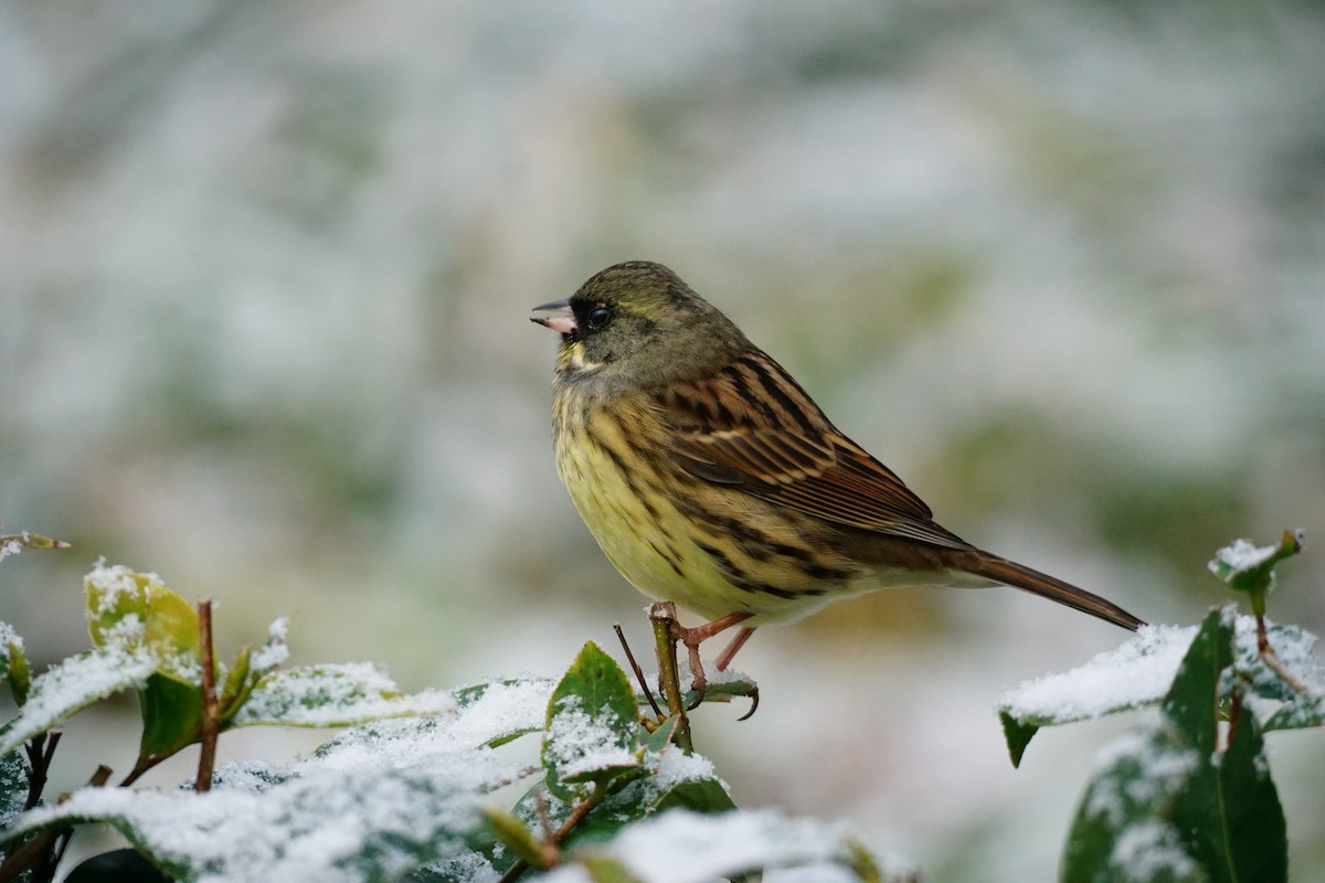 Black-faced/Masked Bunting - ML634013854
