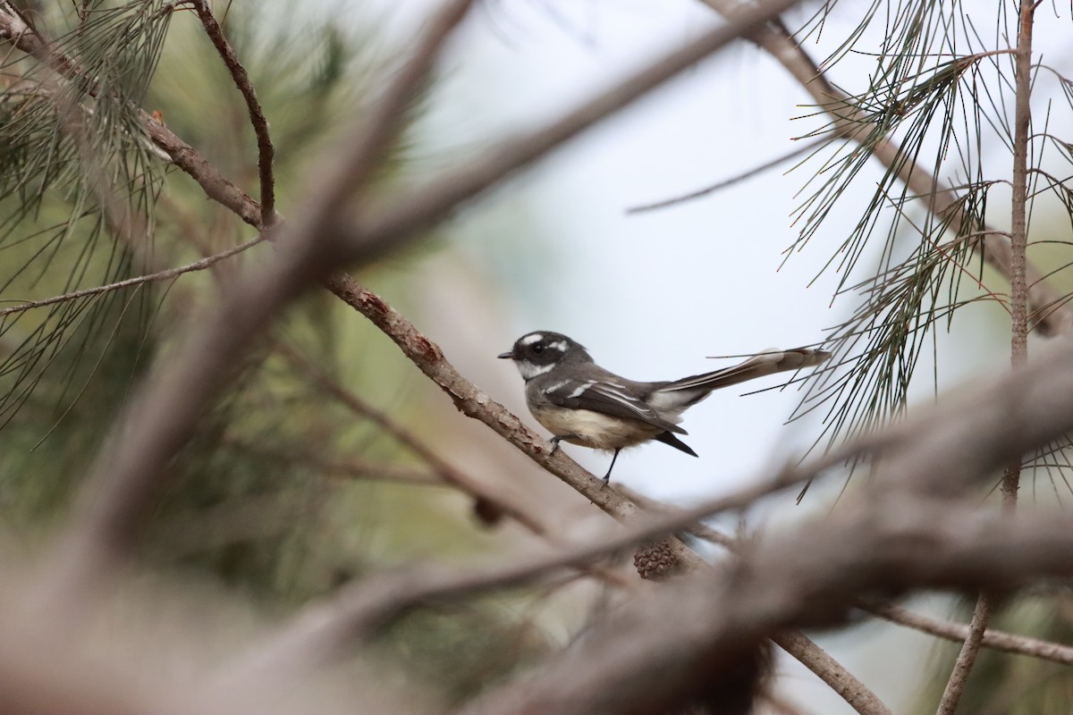 Gray Fantail - ML634013861