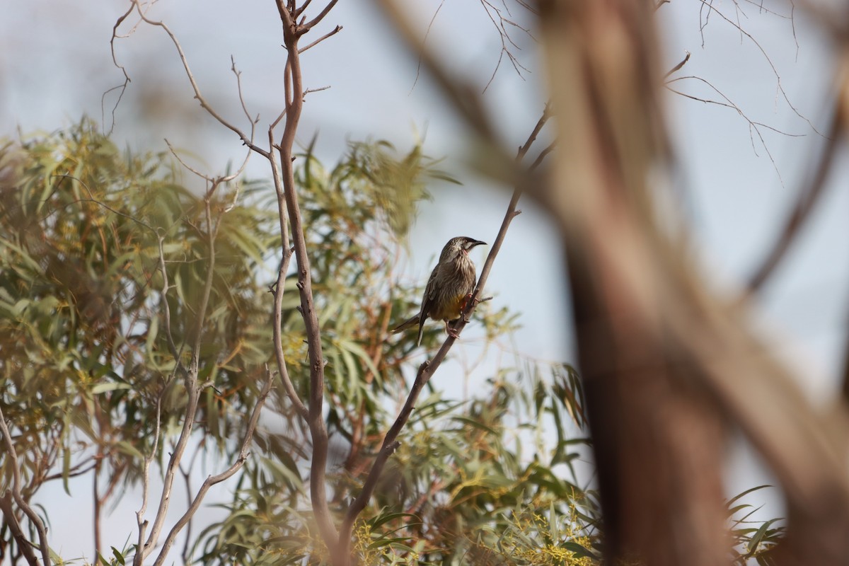 Red Wattlebird - ML634013894