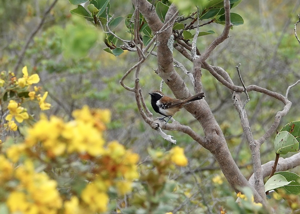 Rusty-backed Antwren - ML634014102