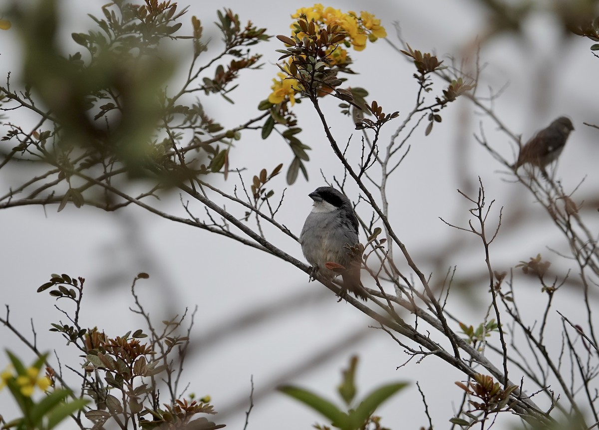 White-banded Tanager - ML634014128