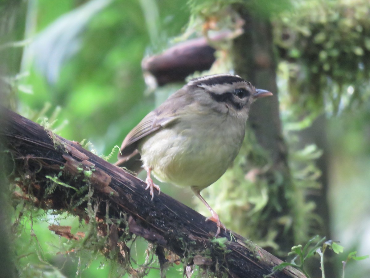 Costa Rican Warbler - ML634014134
