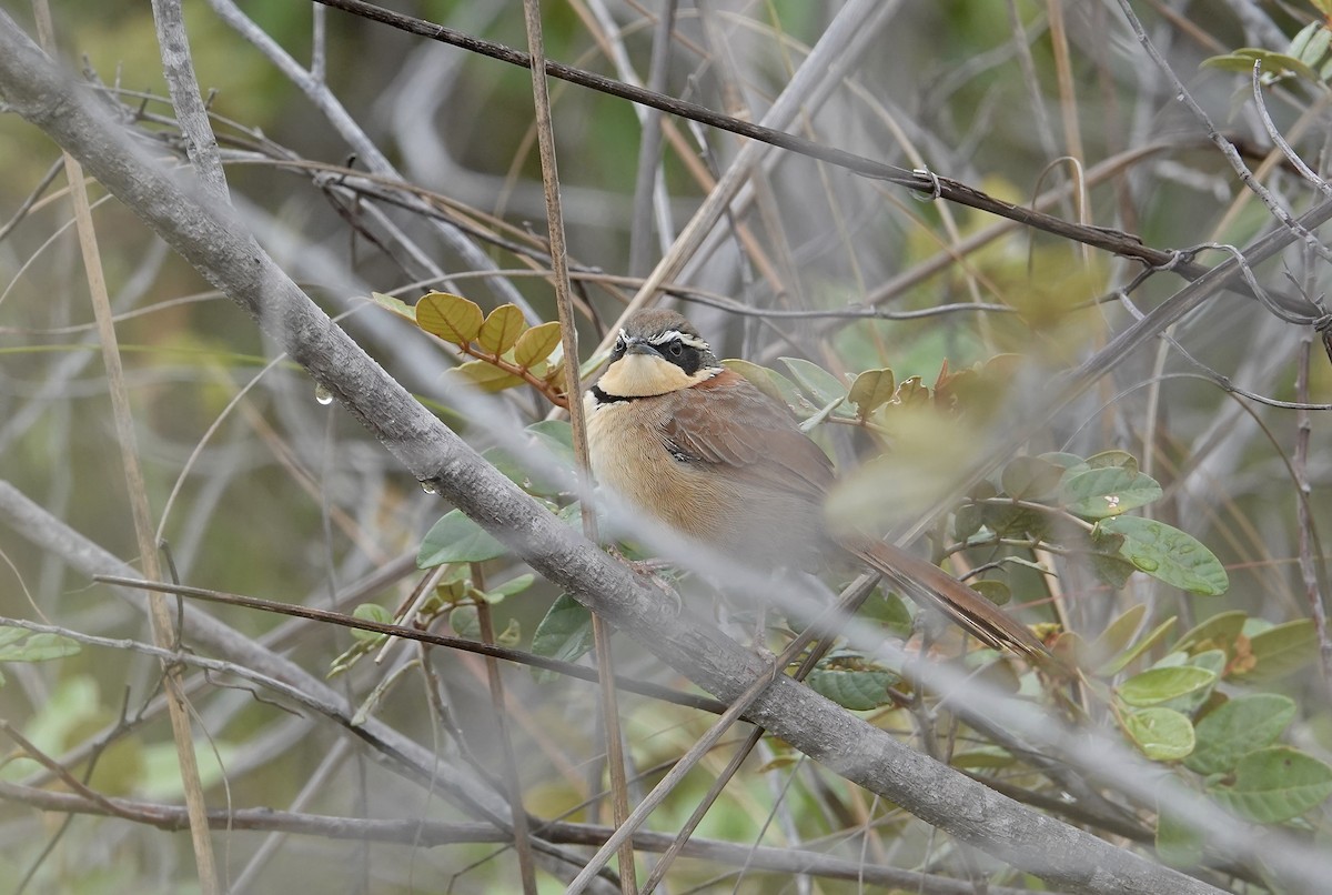 Collared Crescentchest - ML634014213