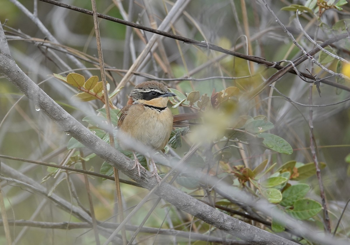 Collared Crescentchest - ML634014219