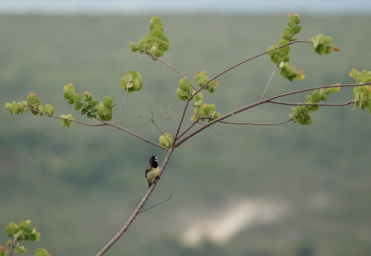 Yellow-bellied Seedeater - ML634014249