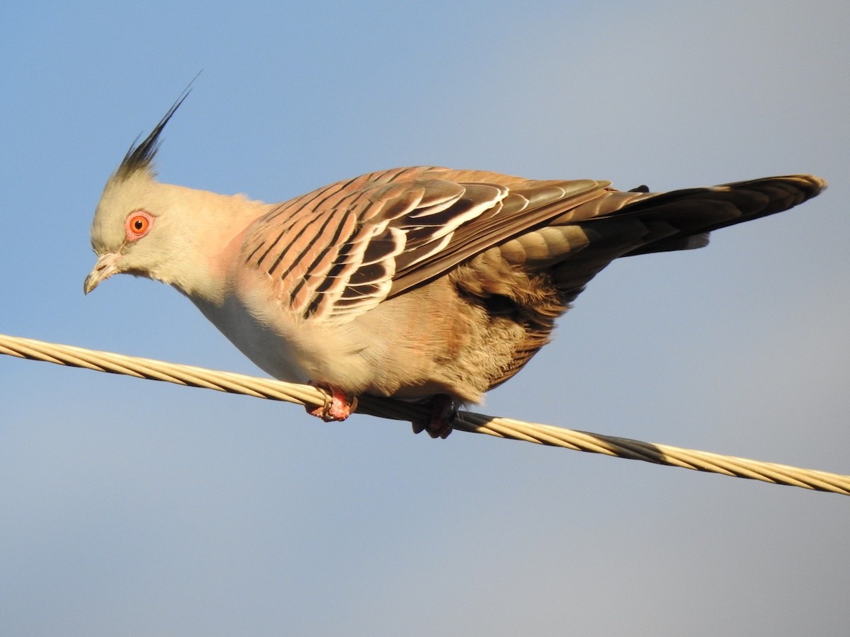 Crested Pigeon - ML634014258